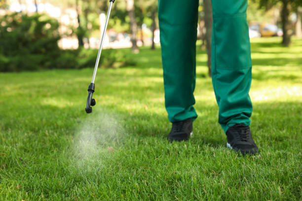 Best Wasp Removal Services  in Cumberland Head, NY
