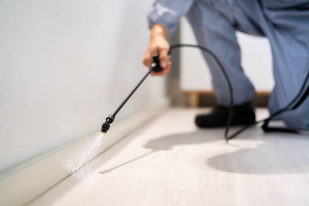 Wasp Removal Services in Cumberland Head, NY
