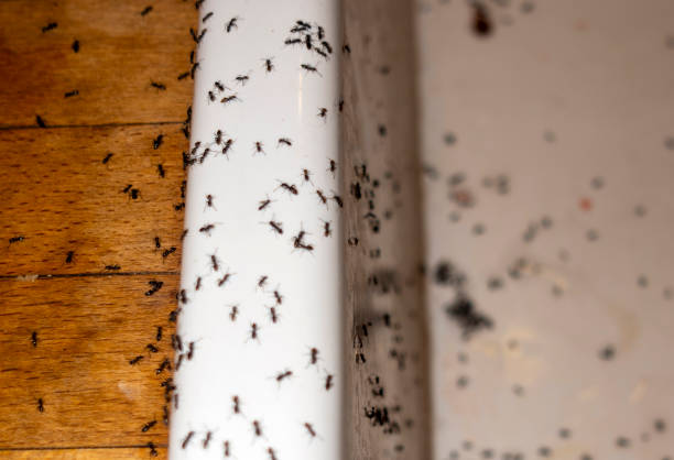 Best Residential Pest Control  in Cumberland Head, NY