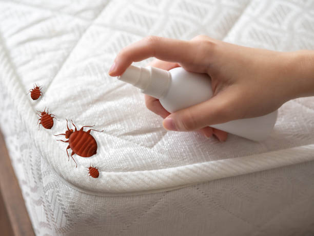 Best Affordable Pest Control Services  in Cumberland Head, NY