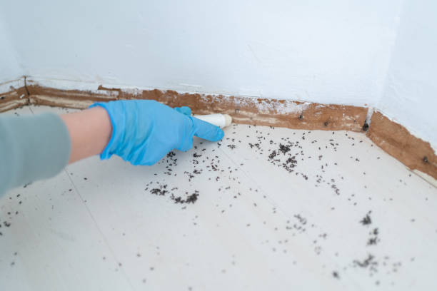 Reliable Cumberland Head, NY Pest Control Solutions