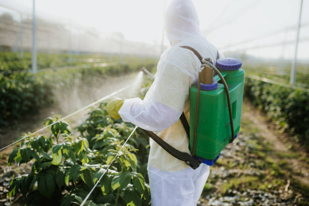 Best Wasp Removal Services  in Cumberland Head, NY